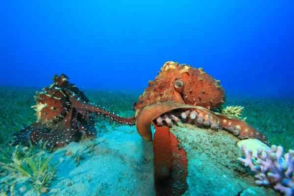 Cómo se reproducen los pulpos - Cópula o apareamiento