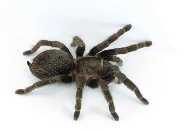 Tarantula Molting: Everything You Need to Know