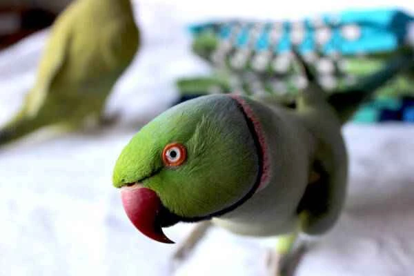 How to quickly tame a parrot