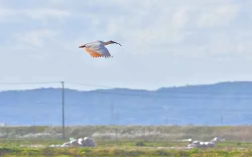 Top 10 Flying Animals