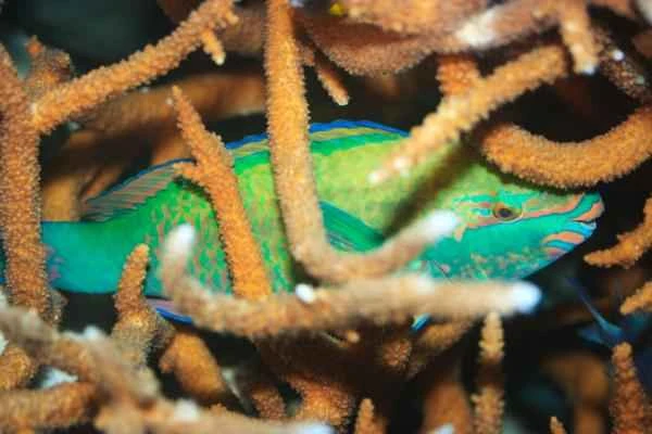 Pez loro: características, hábitat and alimentación - Hábitat del pez loro