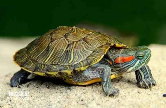 Is raising turtles really that simple?