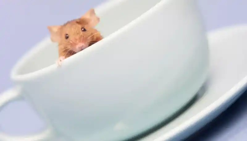 Understanding the diet of wild mice