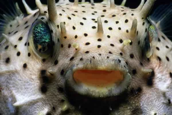 Pez globo: características, hábitat and qué come - Veneno del pez globo