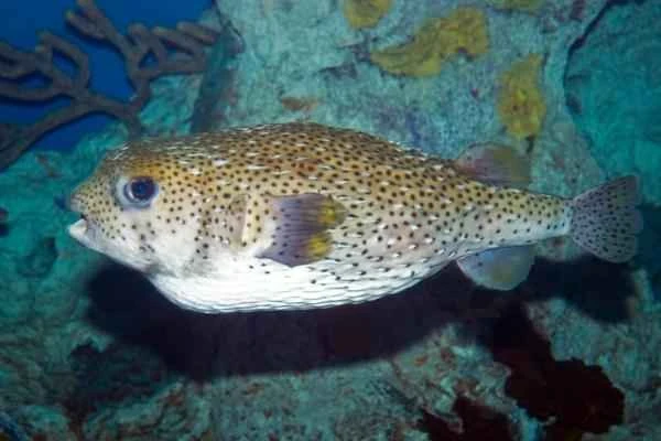 Pez globo: características, hábitat and qué come - Hábitat del pez globo