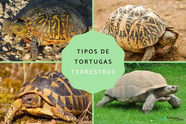 Introduction to 5 common tortoise species and their characteristics (including representative species and detailed features)