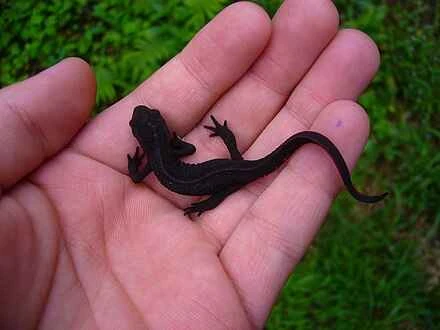 How to raise salamanders