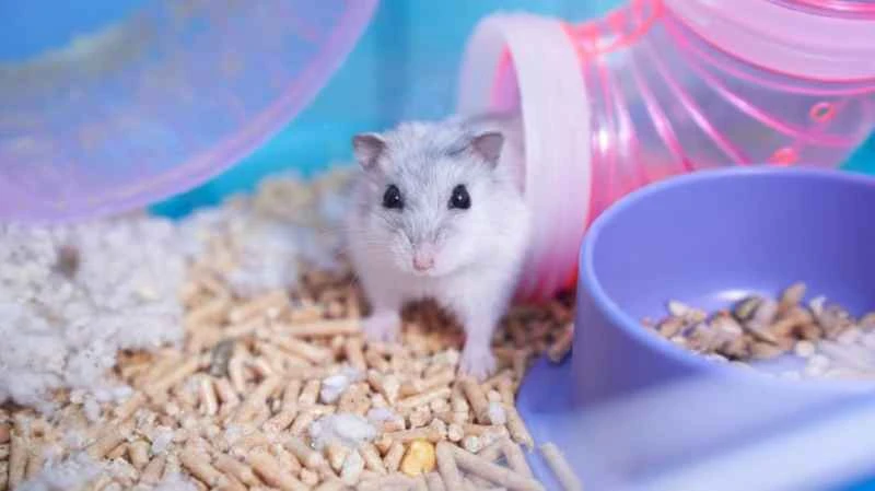 What do I need to prepare to keep a hamster?