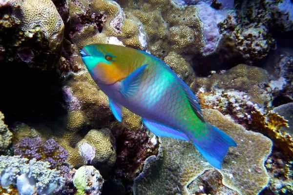 Parrotfish: Characteristics, Habitat, and Ecological Value Explained