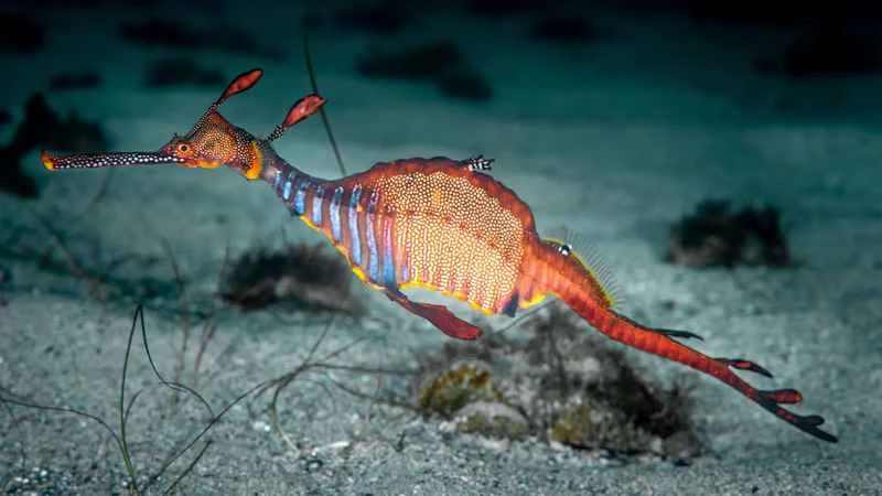 Leaf-shaped Sea Dragon: A submerged sea creature with unparalleled camouflage skills