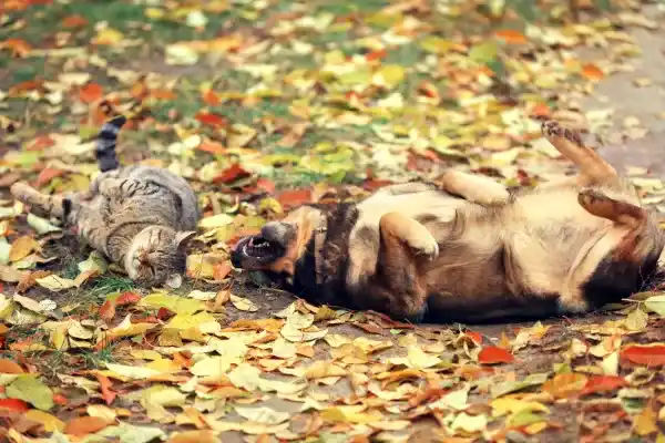 5 helpful tips for pet care in autumn