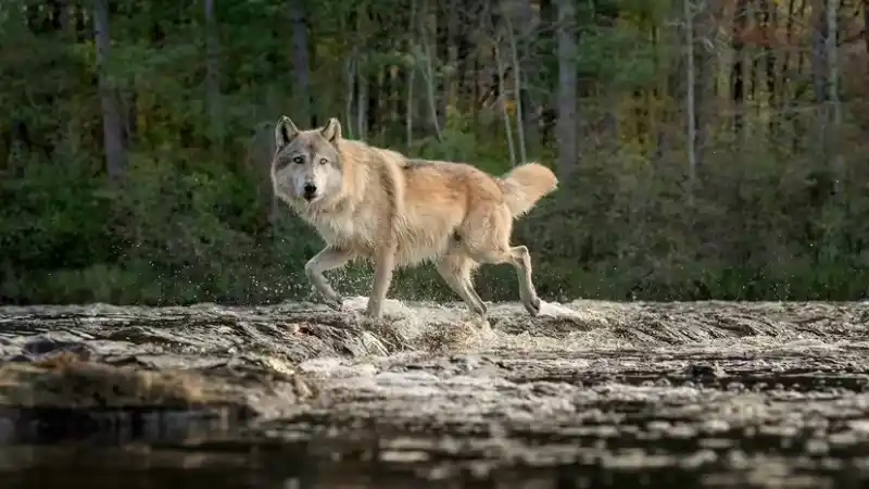 Husky vs. Wolf: Looking alike ≠ behaving alike