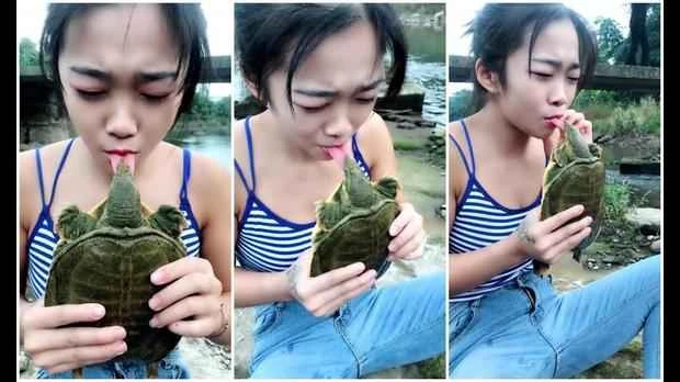 Do turtles bite? A comprehensive analysis of turtle behavior and the risk of biting.