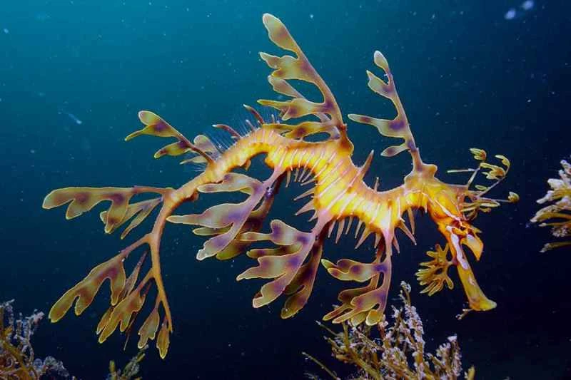 Ye Hailong (Phycodurus eques)