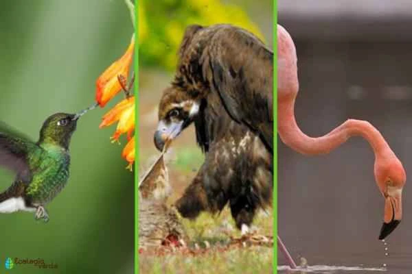 Bird classification - Classification based on birds' diet