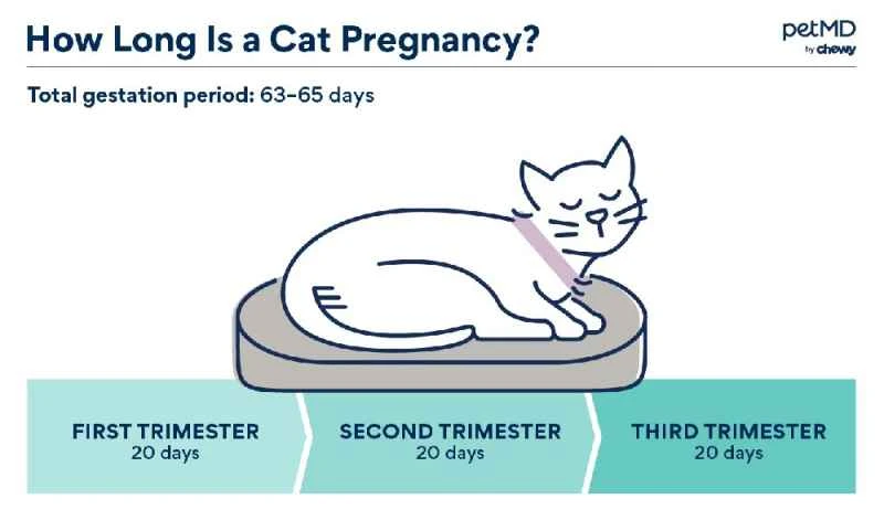 What are the signs that a kitten is about to give birth?