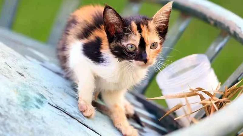 Calico cat: A magical cat wearing a "tricolor coat"