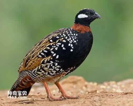 What kind of bird is the partridge? (Detailed introduction)