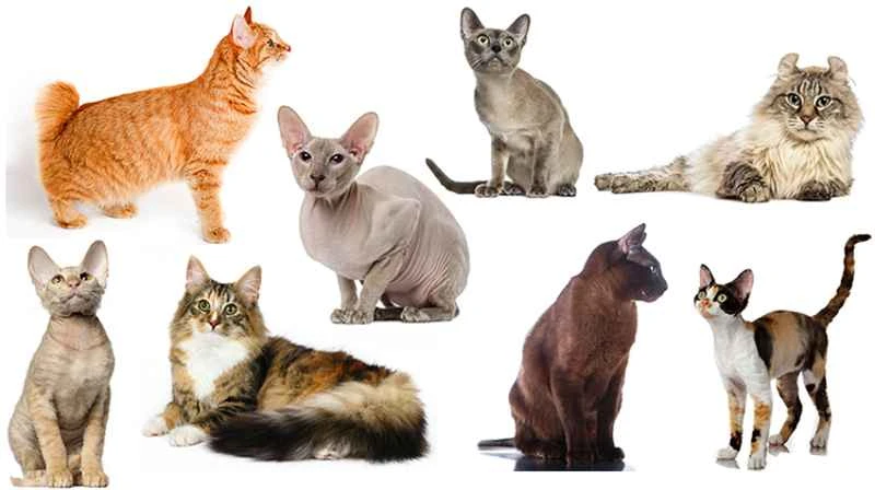 Top 10 banned breeds of cats in the world