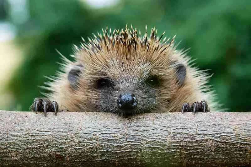 Top 10 Hedgehog Species in the World