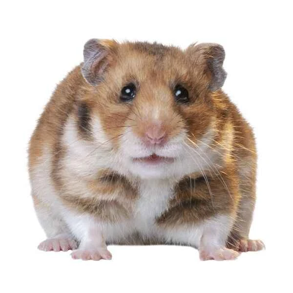 A must-read for hamster beginners! Popular hamster breeds and selection guide