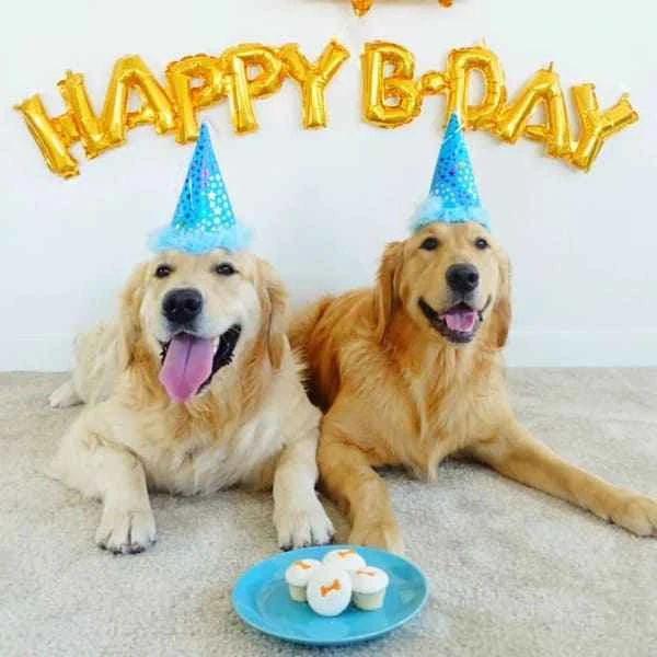 10 ways to celebrate your dog's birthday