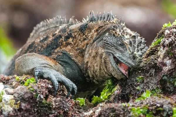 Iguana marina: características, alimentación and dónde vive - Alimentación de la iguana marina