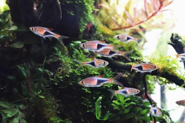 Create your own "mini freshwater fish" paradise: the ultimate guide for beginners