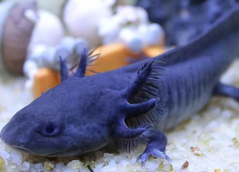 Blue Mexican Axolotl: Unveiling this Rare Aquatic Wonder