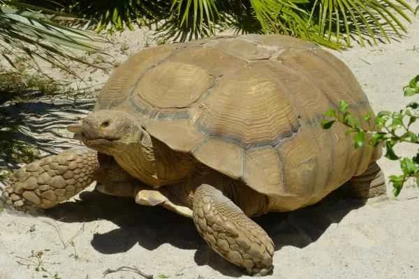 Tortuga sulcata (Centrochelys sulcata)