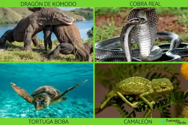 Types, characteristics and representative examples of reptiles
