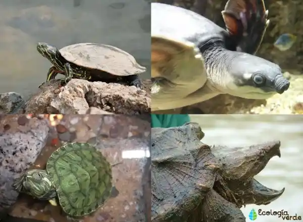 Names and characteristics of freshwater turtle species