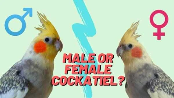 How to tell the sex of cockatiels
