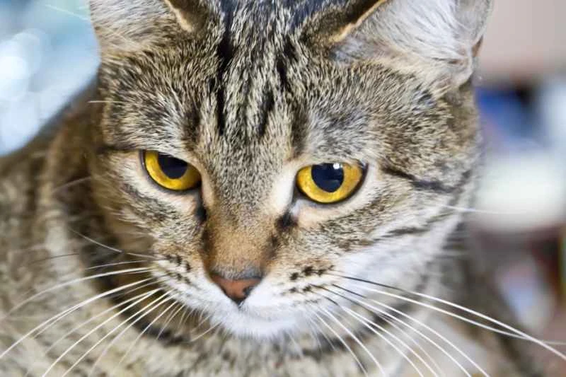 Ten behaviors cats hate most from their owners
