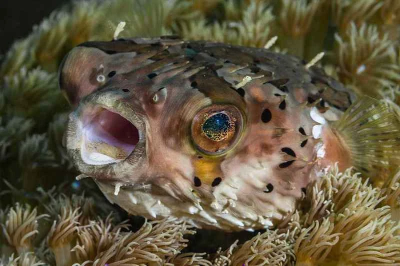 Pufferfish (Tetraodontidae family)