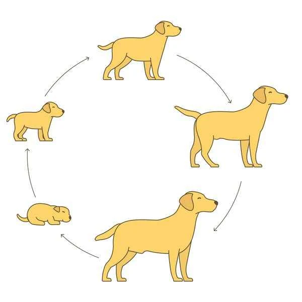 A Dog's Life: The Growth Process from Puppy to Adult