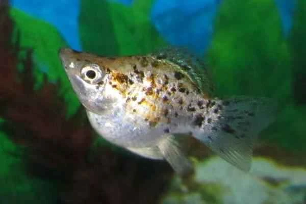 Viviparous fish: Examples and characteristics - Poecilia sphenops