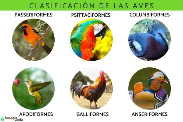 A Comprehensive Guide to Bird Classification: Bird Species, Characteristics, and Detailed Explanation of Common Bird Families and Genuses