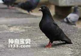 Are there black pigeons? (Detailed introduction)