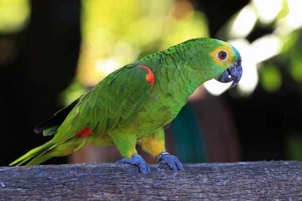 The top ten most intelligent parrots, which parrot is the most talkative?