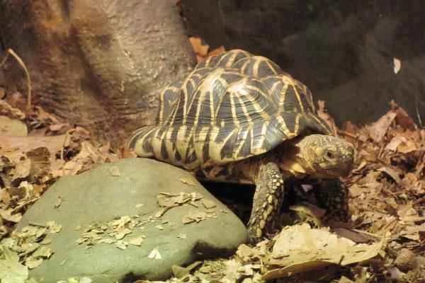 Tortuga estrellada (Geochelone elegans)