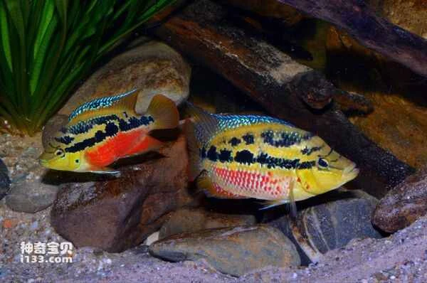 2024072618832716.jpg 44.jpg