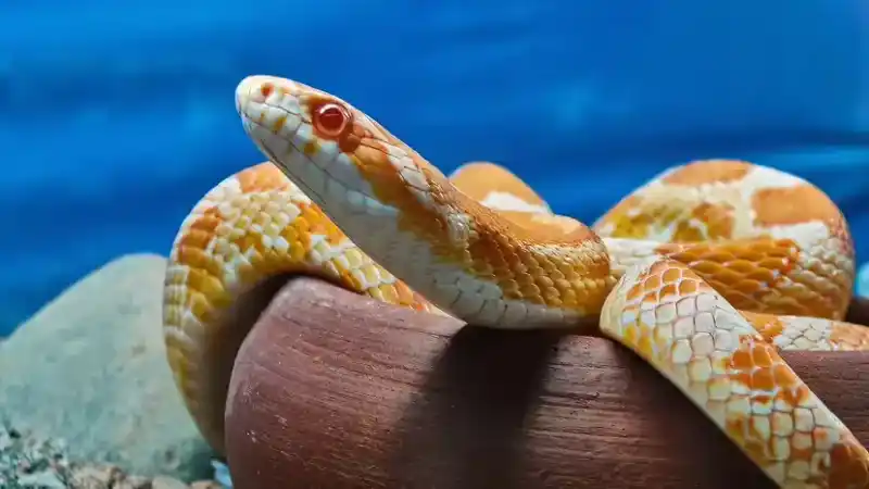 Why is the corn snake considered the "perfect first snake" for reptile beginners?
