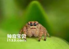 How long can a spider go without food before it starves to death? (Detailed explanation)