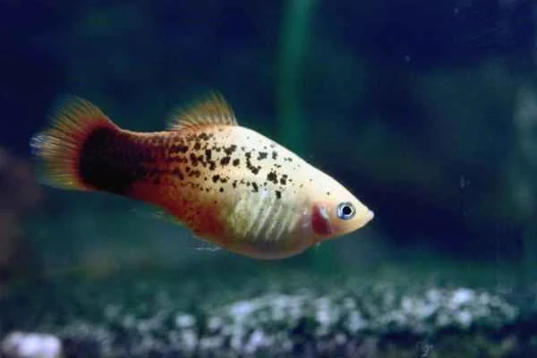Viviparous fish: Examples and characteristics - Swordtail (Xiphophorus maculatus)