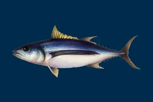 Longfin Tuna (Thunnus alalunga): In-depth Analysis and Its Ecological, Conservational and Economic Value