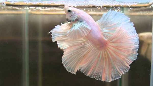 How to extend the lifespan of betta fish? Understanding the life cycle and care of betta fish.