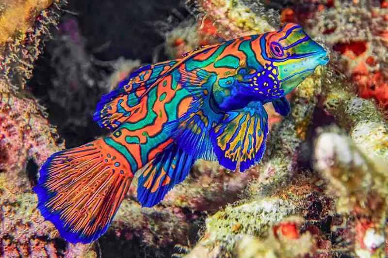 Mandarin fish (Pterosynchiropus splendidus)