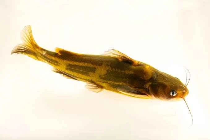Comprehensive Analysis of Yellow Catfish (scientific name: Tachysurus fulvidraco)