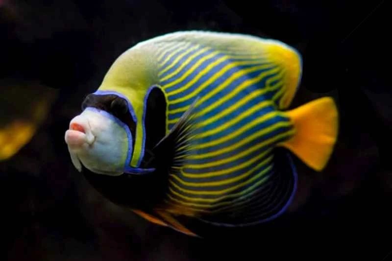 Emperor Angelfish (Pomacanthus imperator)